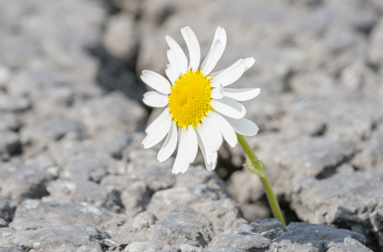 Growing from Adversity: How to Build Resilience