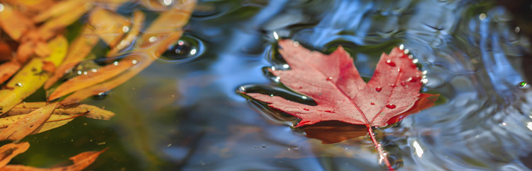 Leaves on a Stream Splash Image